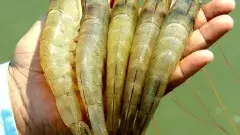 రొయ్య రైతుల్ని అల్లకల్లోలం చేసిన ట్రంప్: దళారుల దోపిడీ