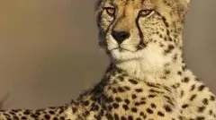 శ్రీశైలం వద్ద చిరుత నుంచి బిడ్డను కాపాడిన తండ్రి!