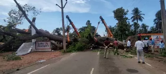 చెట్టుకూలి ఉద్యోగి మృతి
