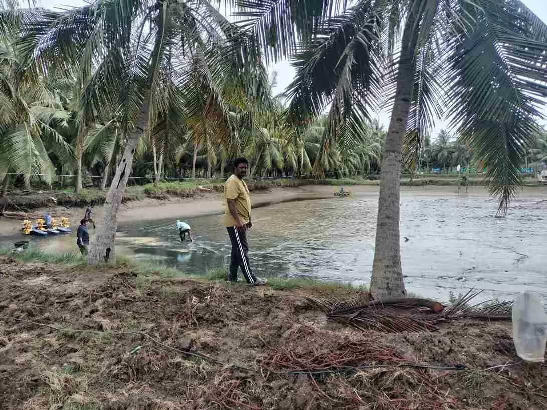 రొయ్యల చెరువులు