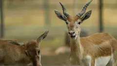 Animal Birth| వన్యప్రాణుల శృంగారానికి బ్రీడింగ్ డెలివరీ రూం