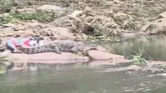 హైదరాబాద్  మురికి మూసీలో కొత్త విజిటర్స్...