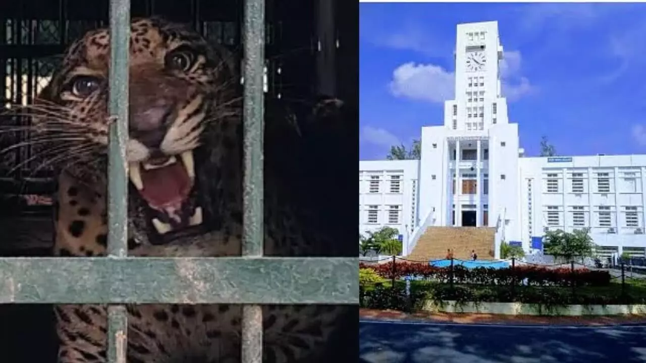 ఎస్వీయులోకి చిరుత ఎలా వచ్చింది..!