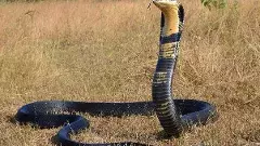 తెలంగాణలో  తొలిసారి కనిపించిన ‘గిరినాగు’ పాములు