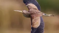 94 ఏళ్ల తర్వాత హైదరాబాద్‌లో పక్షుల సర్వే