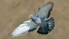 పావురం వెంట బెదిరింపు నోట్‌.. అందులో ఏముంది?