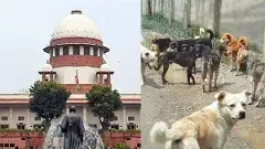 వీధికుక్కలకు ఆహారం పెట్టడం నిషేధం