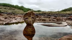 హైదరాబాద్‌లో పాములకూ  రెస్క్యూ అండ్ రిహాబిలిటేషన్ కేంద్రం