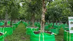 అమరావతిలో మొక్కలే కాదు... చెట్లనూ నాటేస్తారు