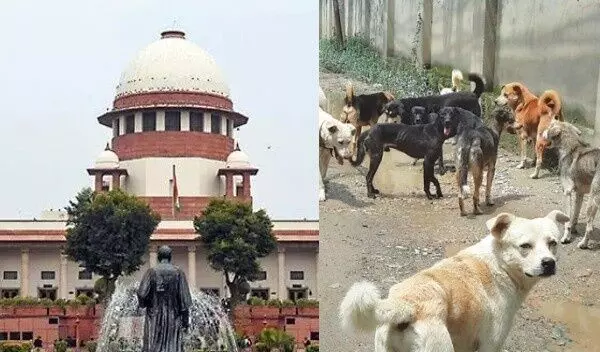 వీధికుక్కలకు ఆహారం పెట్టడం నిషేధం