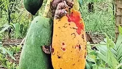 రైతులకు నత్తల దండు సవాల్.. ఏమి చేయాలంటే..