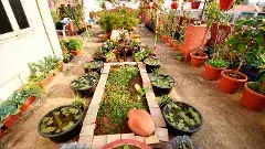 ‘లీఫ్ కల్చర్’కు పురుడుబోసిన మహిళ.. మొక్కల పెంపకంలో కొంత శకం ప్రారంభం