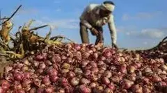 అయ్యో, ఉల్లీ.. ఇంత దారుణమా తల్లీ!