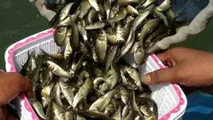 తెలంగాణలో అవినీతి ‘చేపలు’