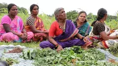 కలుపు మొక్కలతో కమ్మని పోషకాహారం..!