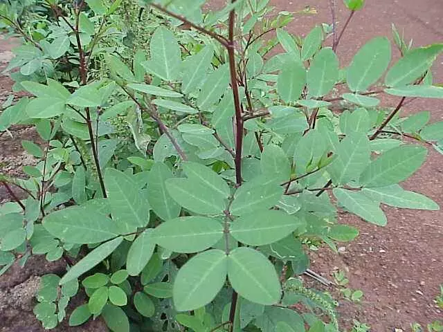 చెన్నంగి కూర, చెన్నంగి కూర,