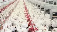 GST మార్పుతో  పౌల్ట్రీ రంగానికి జరిగే మేలు ఏమిటంటే..