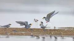 ‘హైదరాబాద్ బర్డింగ్ పాల్స్’ విహంగ వినోదం ఇది