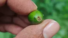 అందరి మనసు దోచుకుంటున్న అరకు కాఫీ కాయకు అంతలోనే గాయం