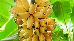 రాయలసీమ ‘సుగంధాలు’, అమృతాలు’ మాయం?