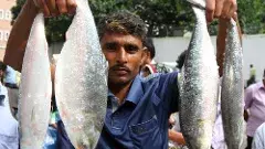 దుర్గా పూజకు ‘పద్మ హిల్సా’ చేపలు - కిలో రూ.1800 ..