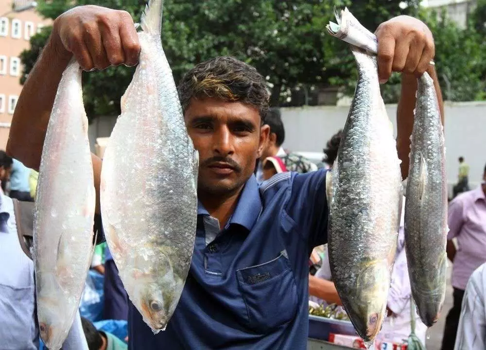 దుర్గా పూజకు ‘పద్మ హిల్సా’ చేపలు - కిలో రూ.1800 ..