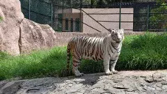 దేశం నలుమూలల నుంచి హైదరాబాద్ జూకు వన్యప్రాణులు