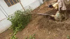 అమ్మ చెట్టు.. మా నిమ్మ చెట్టు తరలిపోయింది