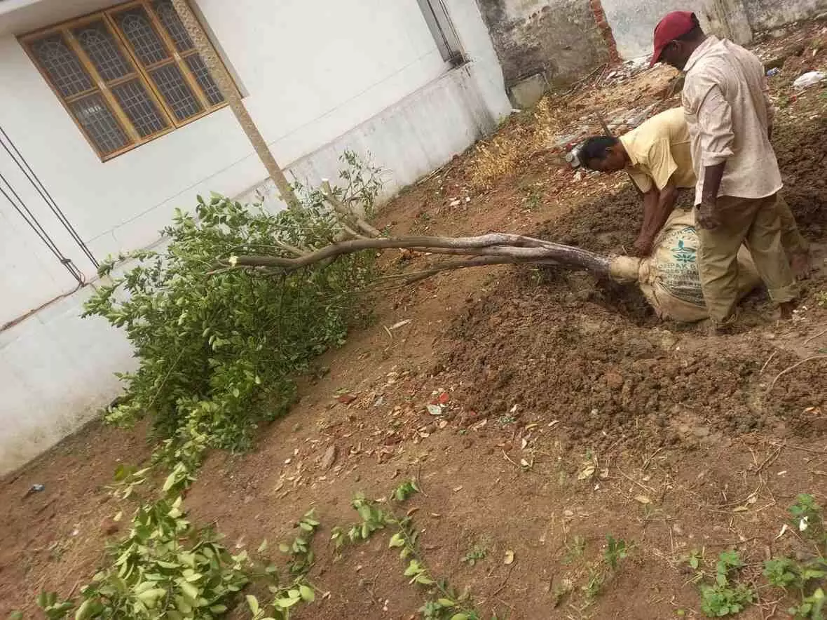 అమ్మ చెట్టు.. మా నిమ్మ చెట్టు తరలిపోయింది అమ్మ చెట్టు.. మా నిమ్మ చెట్టు తరలిపోయింది