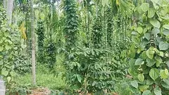 తేమలేని భూముల్లోనూ సుగంధ ద్రవ్యాల సాగు