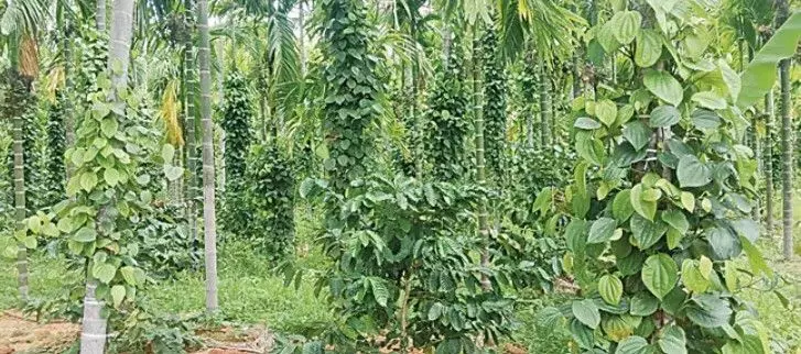 తేమలేని భూముల్లోనూ సుగంధ ద్రవ్యాల సాగు