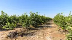 క్లస్టర్ వ్యవసాయం ఏపీలో ఎలా ఉండబోతోంది?