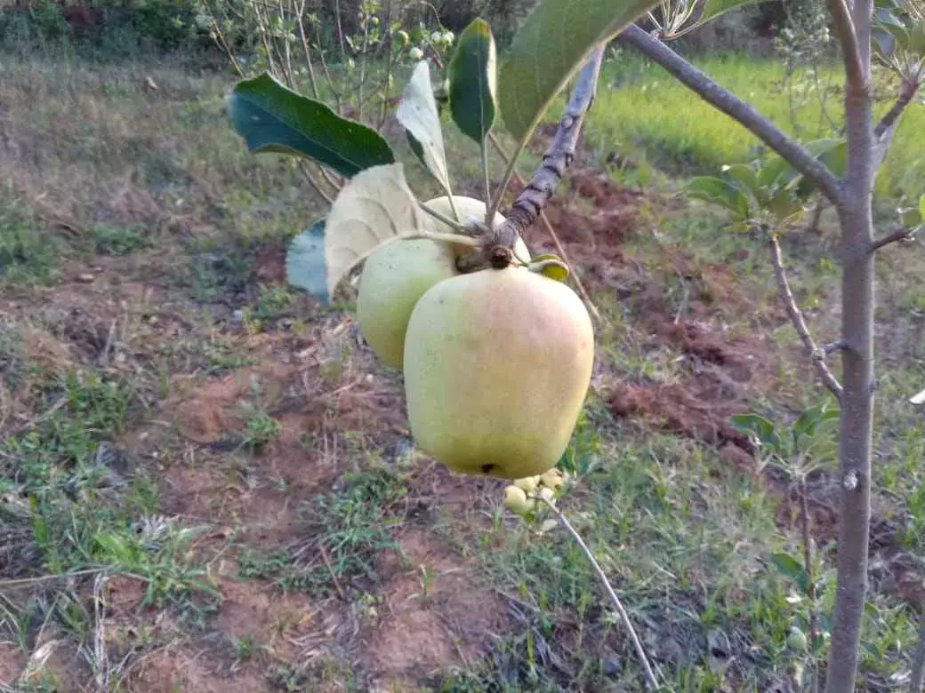 ఆంధ్ర ‘యాపిళ్లు’ తినడానికి రెడీకండి..!