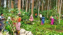 అరకు కాఫీకి బెర్రీ బోరర్‌పై ఉన్నత స్థాయి కమిటీ!