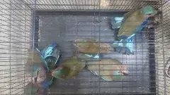 తెలంగాణ రాష్ట్ర పక్షి పాలపిట్టలకు రక్షణేది?