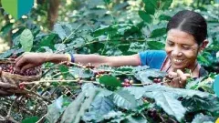 ఆదివాసీల అరకు కాఫీ ఓ అవార్డుల పంట