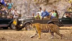 తెలంగాణలో పులుల సంఖ్య పెరుగుతుందా?