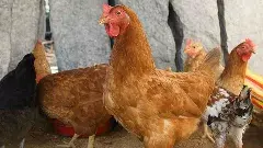 పల్లెల్లో ఘుమాయిస్తున్న నాటు కోడి.. రాగి సంగటి