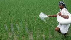 యూరియా అందక పొలాల్లో పొట్టిగా పూతకొస్తున్న మొక్కలు