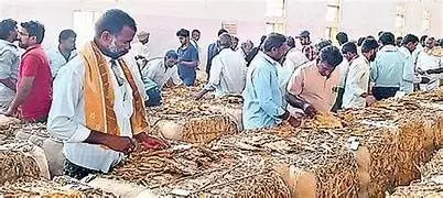 రైతులకు శాపంగా మారిన పొగాకు!