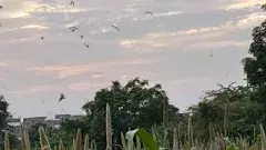 తండ్రి గుండెల్లో గువ్వల సవ్వడి, పంట చేలో పిట్టల సందడి..