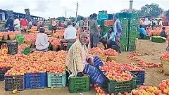 ఘోరంగా టమాటా ధరలు