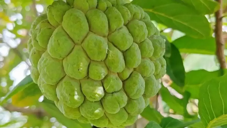 బాలానగర్ సీతాఫలానికి జీఐ ట్యాగ్ దిశగా అడుగులు