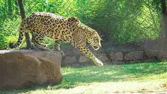 Tirupati Zoo | వన్యమృగాల మృత్యుఘోష..
