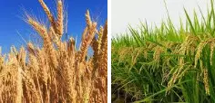 పంట ధరల్లోనూ నార్త్, సౌత్ తేడాలెందుకు? పంట ధరల్లోనూ నార్త్, సౌత్ తేడాలెందుకు?