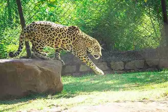 Tirupati Zoo | వన్యమృగాల మృత్యుఘోష..