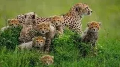 నల్లమల.. చిరుతలు బిలబిలా...