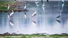 ఈ హైదరాబాద్ సరస్సును చంపేస్తున్నది ఎవరు?