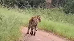 అమ్రాబాద్ టైగర్ రిజర్వ్‌లో పులుల సందడి ప్రారంభం