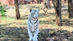 Tirupati Zoo| సమీర్ జీవిత సమరం ఆగింది..!
